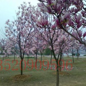 順義苗木果樹玉蘭樹