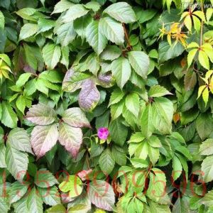 大興苗木果樹爬山虎