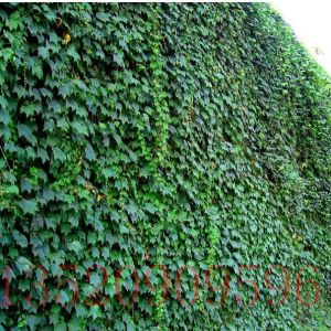 朝陽苗木果樹扶芳藤