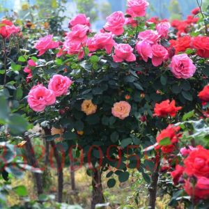 昌平苗木果樹批發(fā)月季樹