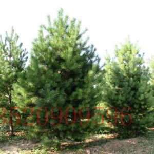 朝陽苗木果樹批發(fā)油松