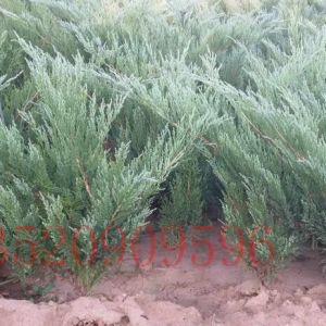 懷柔苗木果樹批發(fā)沙地柏