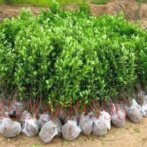 順義苗木果樹批發(fā)黃楊