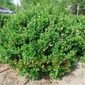 豐臺苗木果樹批發(fā)黃楊球