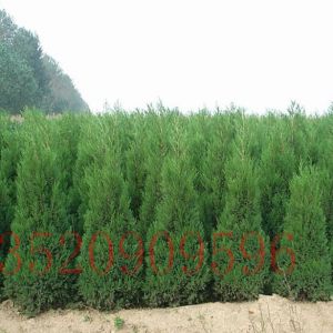 石景山苗木果樹批發(fā)側柏