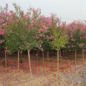 昌平苗木果樹批發(fā)紫薇