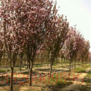 朝陽苗木果樹批發(fā)西府海棠