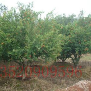 石景山苗木果樹批發(fā)石榴樹