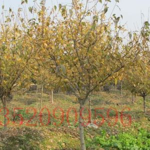 昌平苗木果樹批發(fā)臘梅