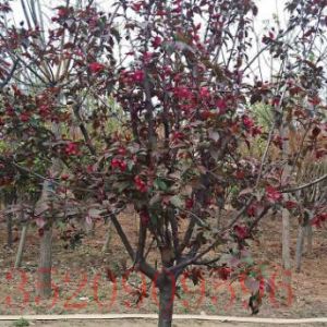 石景山苗木果樹批發(fā)紅寶石海棠