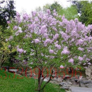 順義苗木果樹批發(fā)丁香