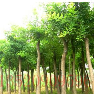 順義苗木果樹批發(fā)國槐