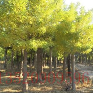 通州苗木果樹批發(fā)槐樹