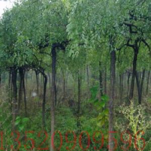 房山苗木果樹批發(fā)龍抓槐