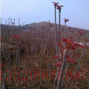 昌平苗木果樹(shù)批發(fā)香椿樹(shù)